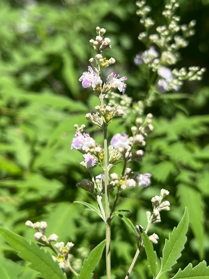 Chinese Chaste Tree   100 Seeds   Vitex negundo