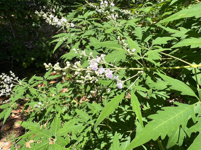 Chinese Chaste Tree   100 Seeds   Vitex negundo