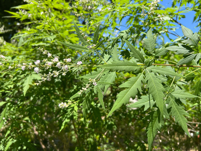 Chinese Chaste Tree   100 Seeds   Vitex negundo
