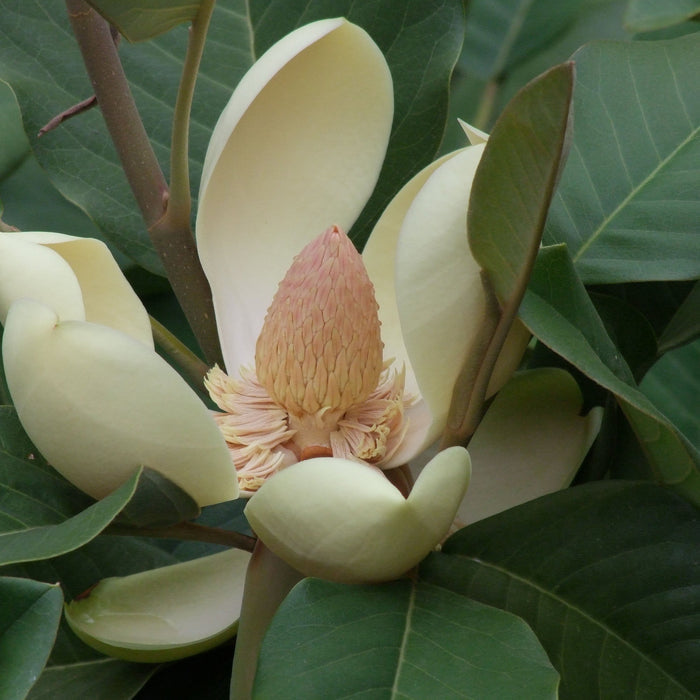 Chinese Evergreen Magnolia  5 Seeds  Magnolia delavayi