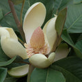 Chinese Evergreen Magnolia  5 Seeds  Magnolia delavayi
