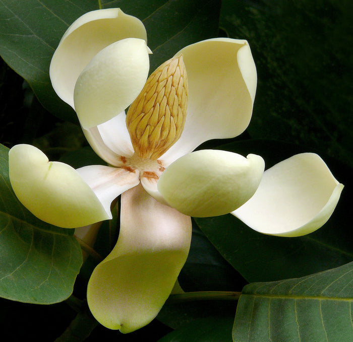 Chinese Evergreen Magnolia  5 Seeds  Magnolia delavayi