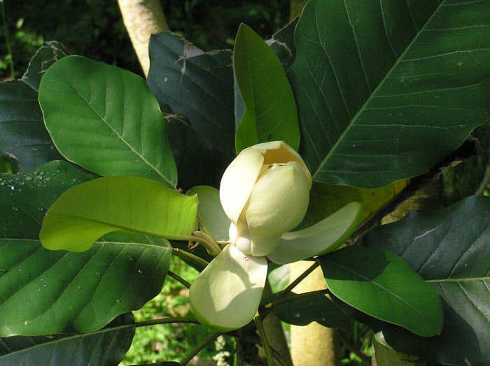 Chinese Evergreen Magnolia  5 Seeds  Magnolia delavayi