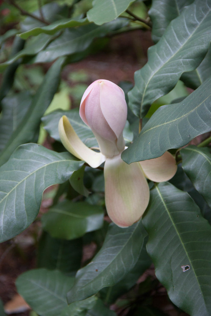 Chinese Evergreen Magnolia  5 Seeds  Magnolia delavayi