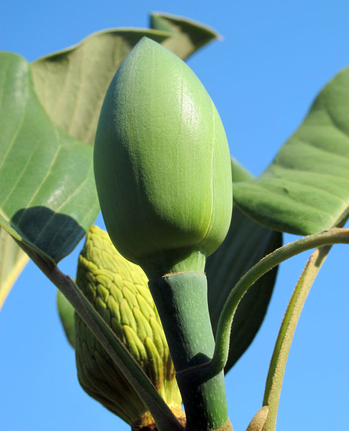Chinese Evergreen Magnolia  5 Seeds  Magnolia delavayi