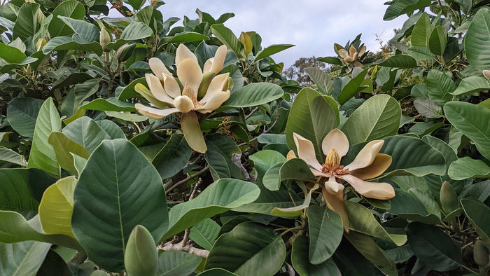 Chinese Evergreen Magnolia  5 Seeds  Magnolia delavayi