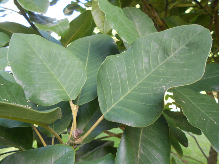 Chinese Evergreen Magnolia  5 Seeds  Magnolia delavayi