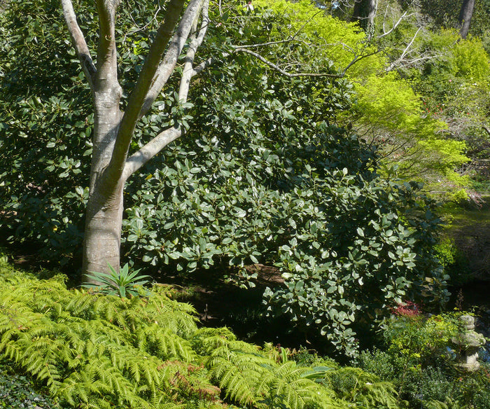 Chinese Evergreen Magnolia  5 Seeds  Magnolia delavayi