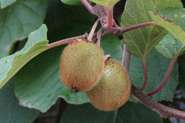 Chinese Gooseberry   100 Seeds   Kiwi Actinidia chinensis