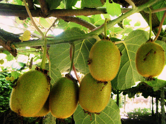 Chinese Gooseberry   100 Seeds   Kiwi Actinidia chinensis