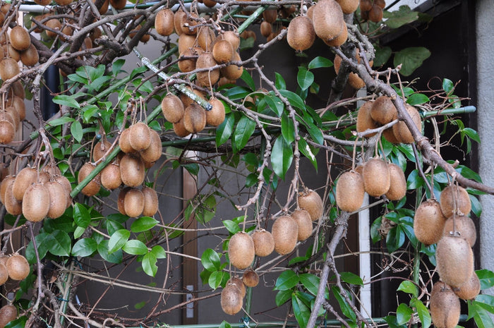 Chinese Gooseberry   100 Seeds   Kiwi Actinidia chinensis
