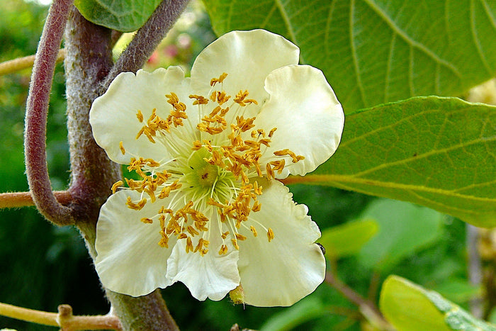 Chinese Gooseberry   100 Seeds   Kiwi Actinidia chinensis