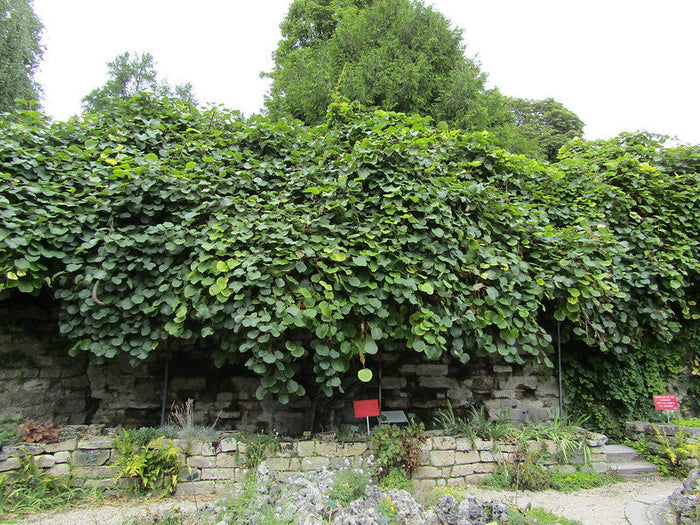 Chinese Gooseberry   100 Seeds   Kiwi Actinidia chinensis