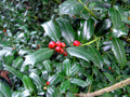 Chinese Holly  20 Seeds  Ilex cornuta