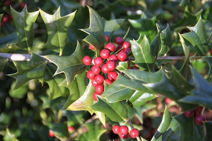Chinese Holly  20 Seeds  Ilex cornuta