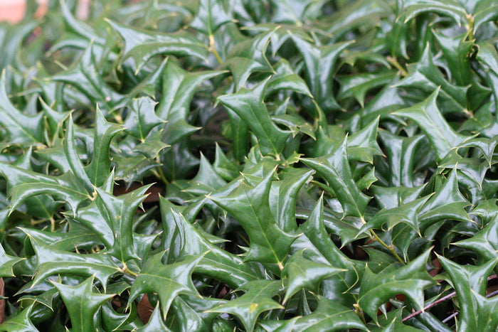 Chinese Holly  20 Seeds  Ilex cornuta