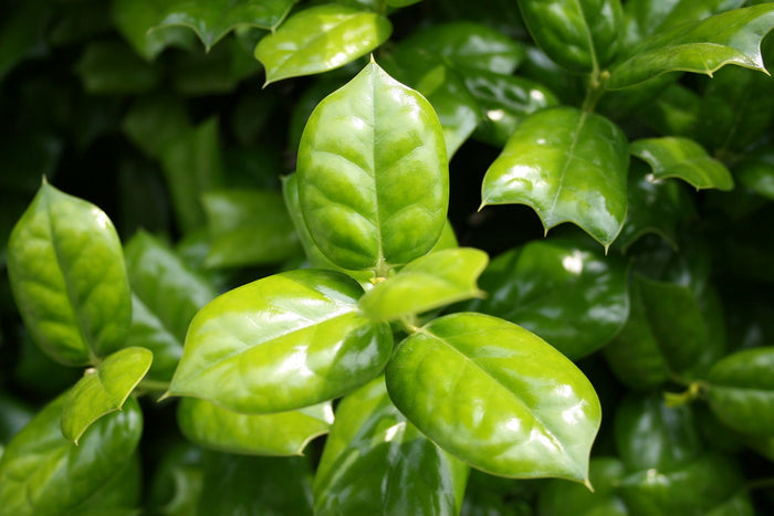 Chinese Holly  20 Seeds  Ilex cornuta