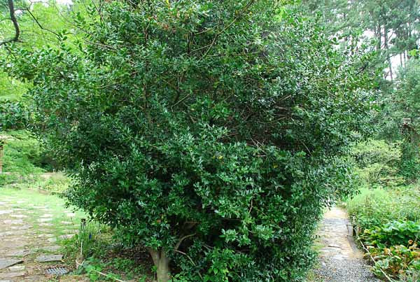 Chinese Holly  20 Seeds  Ilex cornuta