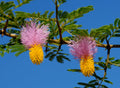 Chinese Lantern Tree Dichrostachys cinerea 20 Seeds