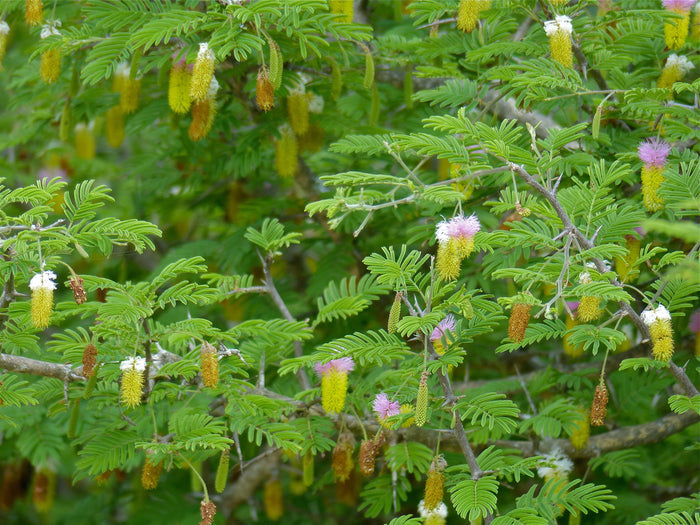 Chinese Lantern Tree Dichrostachys cinerea 20 Seeds