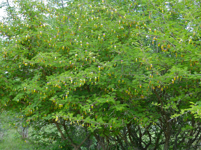 Chinese Lantern Tree Dichrostachys cinerea 20 Seeds