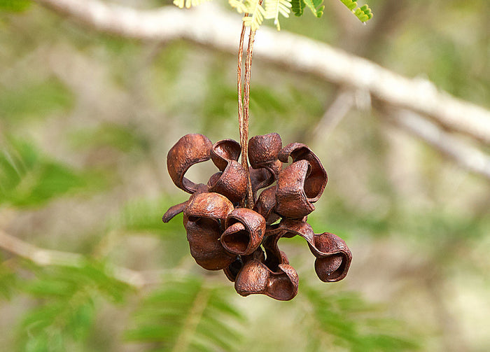 Chinese Lantern Tree Dichrostachys cinerea 20 Seeds
