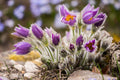 Chinese Pasqueflower Pulsatilla chinensis 100 Seeds