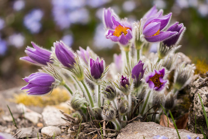 Chinese Pasqueflower Pulsatilla chinensis 100 Seeds