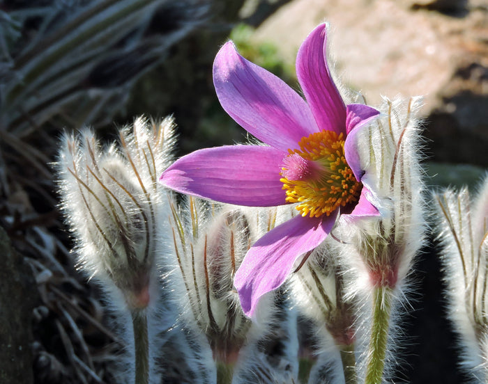 Chinese Pasqueflower Pulsatilla chinensis 100 Seeds