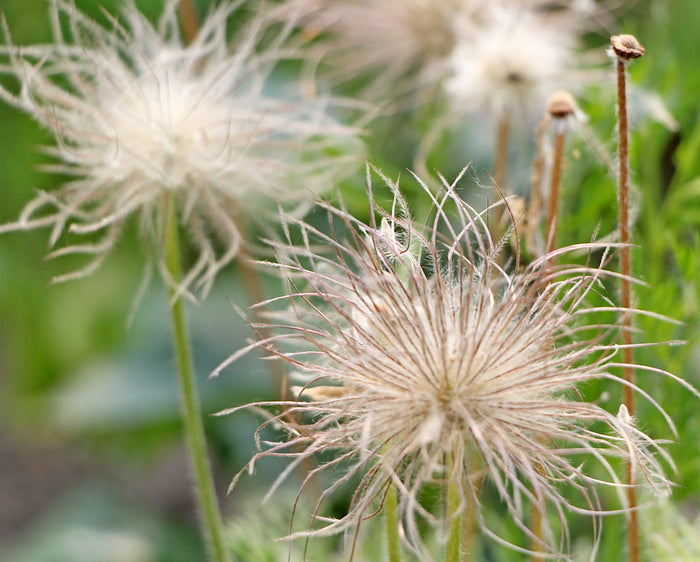 Chinese Pasqueflower Pulsatilla chinensis 100 Seeds