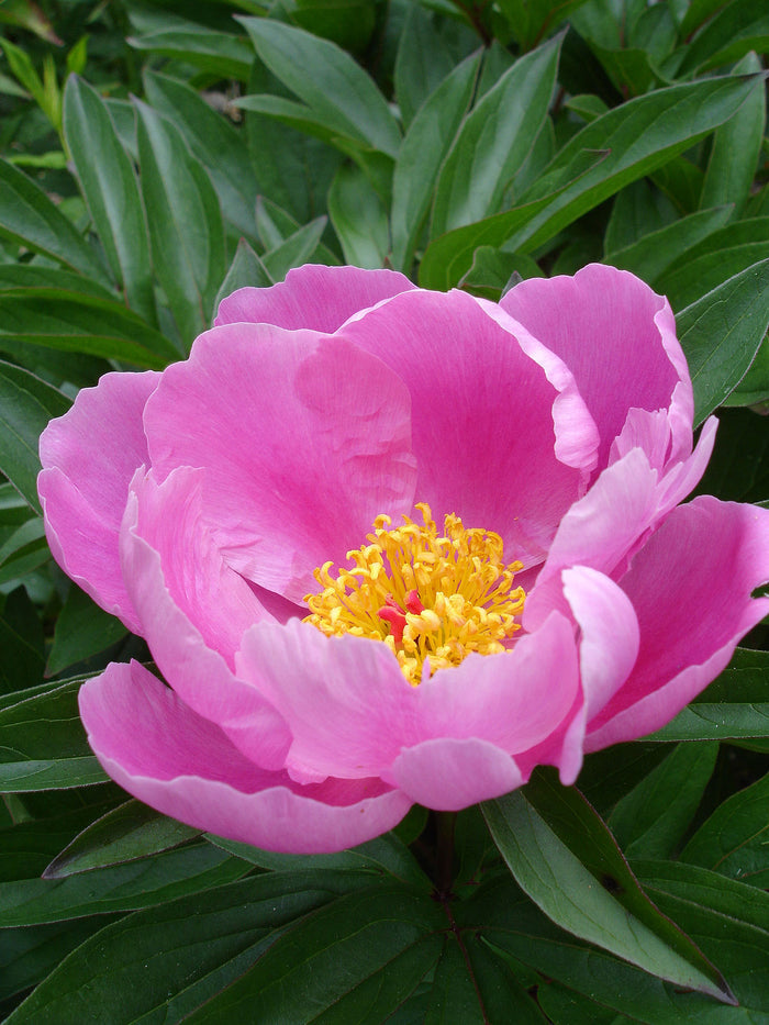 Chinese Peony  10 Seeds  Paeonia lactiflora