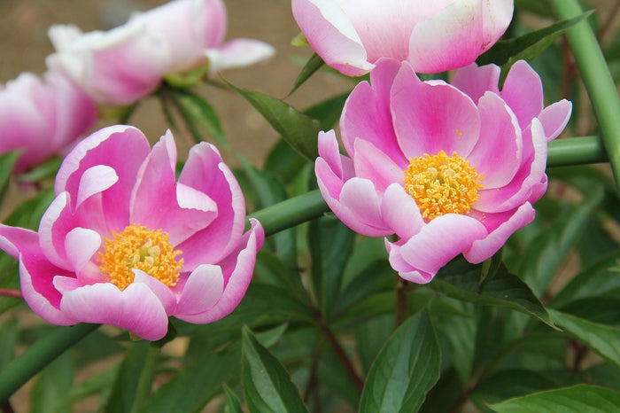 Chinese Peony  10 Seeds  Paeonia lactiflora