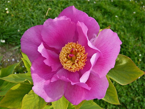 Chinese Peony  10 Seeds  Paeonia lactiflora
