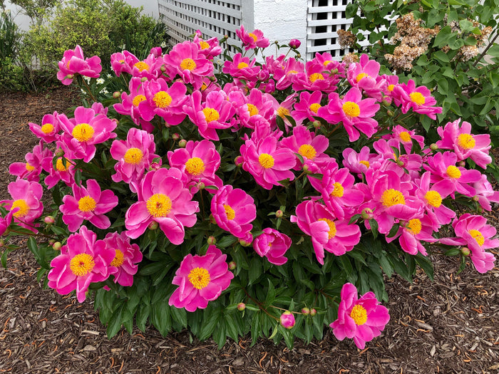 Chinese Peony  10 Seeds  Paeonia lactiflora