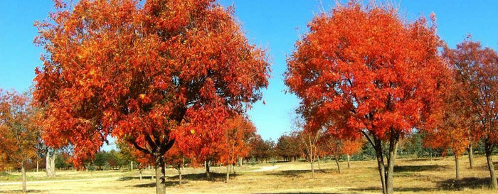 Chinese Pistache Pistacia chinensis 100 Seeds