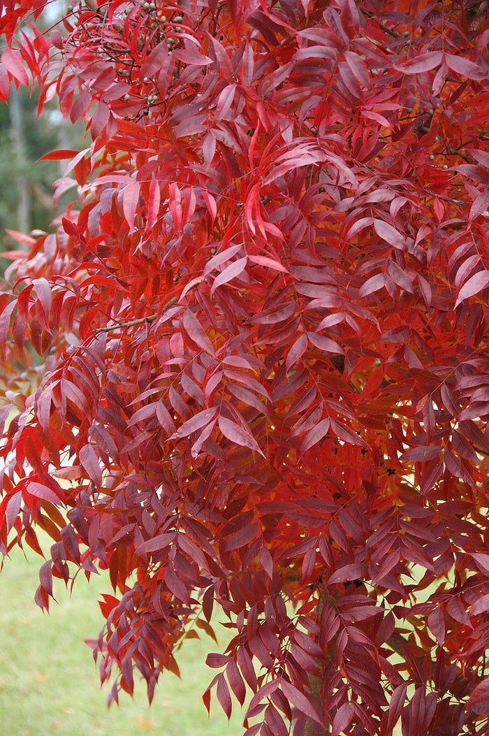Chinese Pistache Pistacia chinensis 100 Seeds