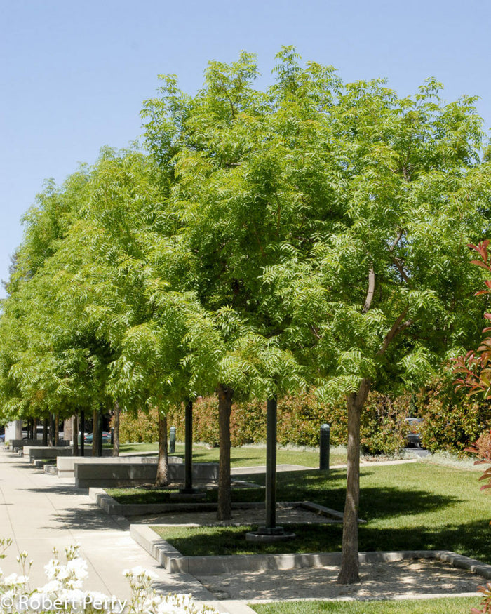 Chinese Pistache Pistacia chinensis 100 Seeds