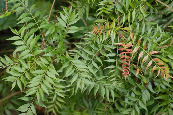 Chinese Pistache Pistacia chinensis 100 Seeds
