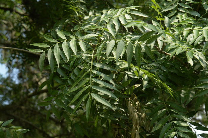 Chinese Pistache Pistacia chinensis 100 Seeds