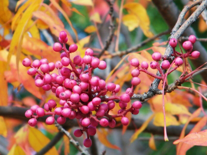 Chinese Pistache Pistacia chinensis 100 Seeds