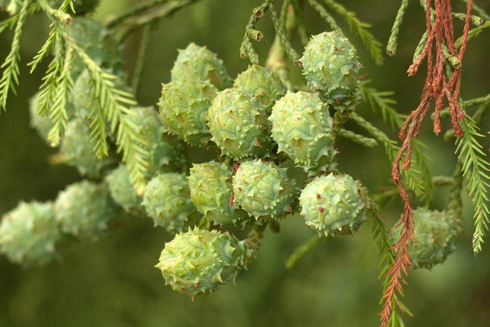 Chinese Swamp Cypress   10 Seeds   Glyptostrobus pensilis