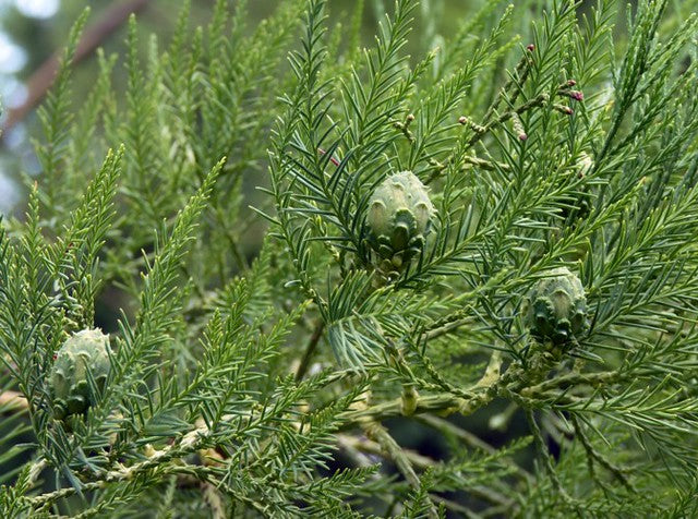 Chinese Swamp Cypress   10 Seeds   Glyptostrobus pensilis
