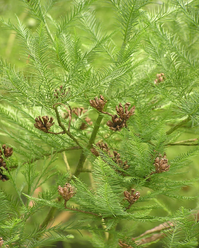 Chinese Swamp Cypress   10 Seeds   Glyptostrobus pensilis