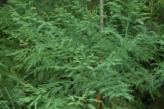 Chinese Swamp Cypress   10 Seeds   Glyptostrobus pensilis