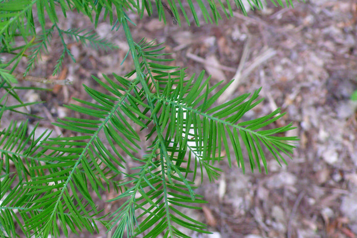 Chinese Swamp Cypress   10 Seeds   Glyptostrobus pensilis