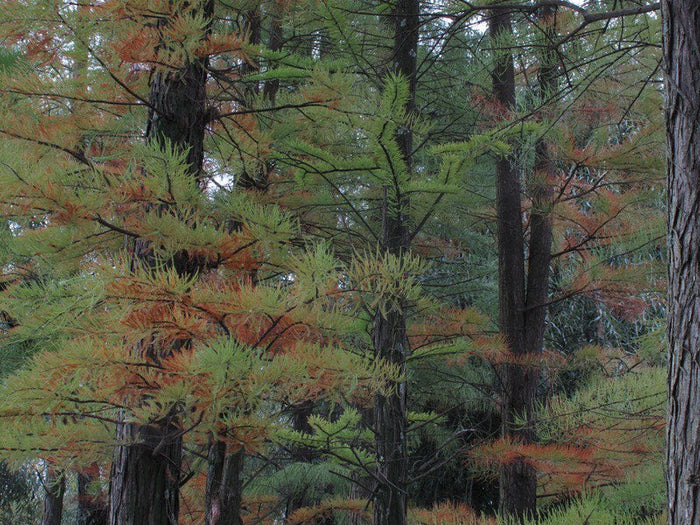 Chinese Swamp Cypress   10 Seeds   Glyptostrobus pensilis