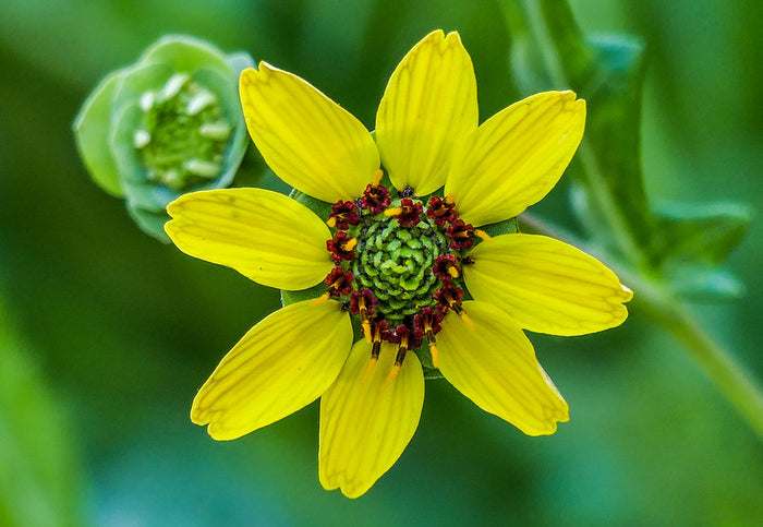 Chocolate Flower  50 Seeds  Berlandiera lyrata