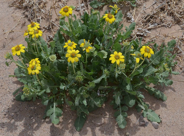 Chocolate Flower  50 Seeds  Berlandiera lyrata