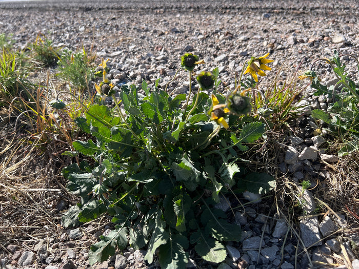 Chocolate Flower  50 Seeds  Berlandiera lyrata