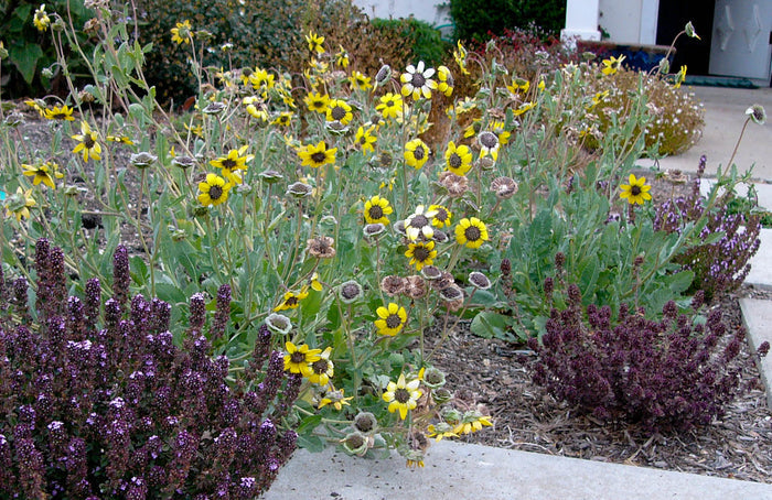 Chocolate Flower  50 Seeds  Berlandiera lyrata